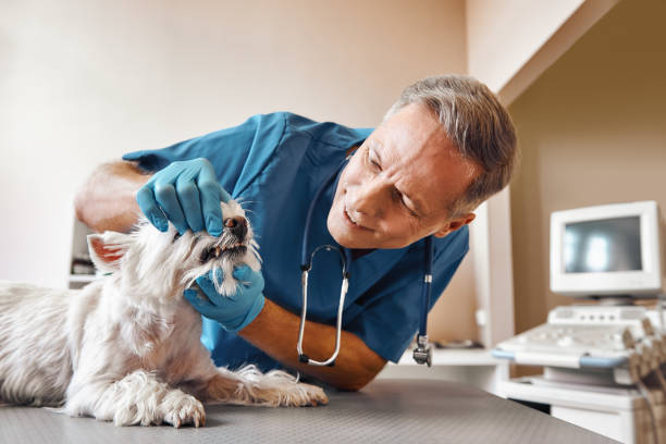 Best Broken or Cracked Tooth Emergency Dentist in Pittston, PA